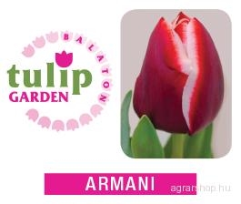 Tulipánhagyma - Armani  