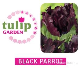 Tulipánhagyma - Black Parrot