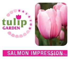 Tulipánhagyma - Salmon Impression 