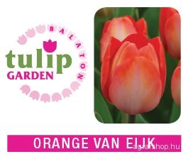Orange Van Eijk